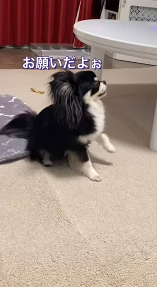 座って左前脚を上げる黒白の犬