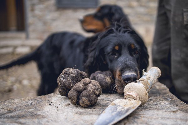 トリュフ犬とは