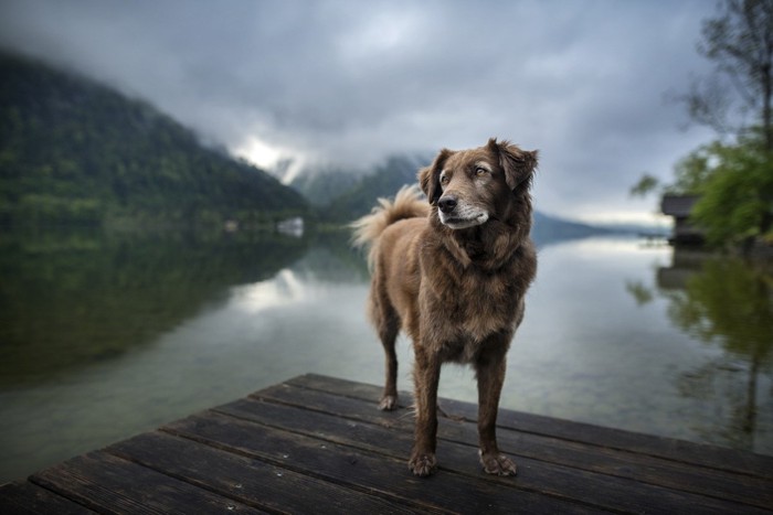 霧の中に立つ犬