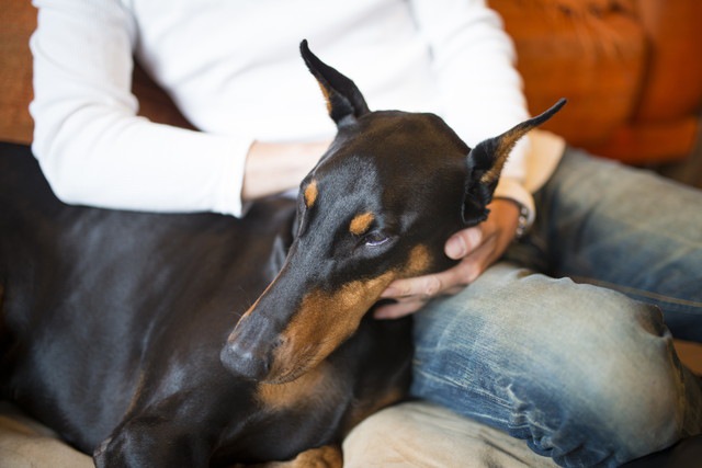 撫でられている犬