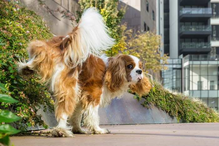 屋外でおしっこする犬