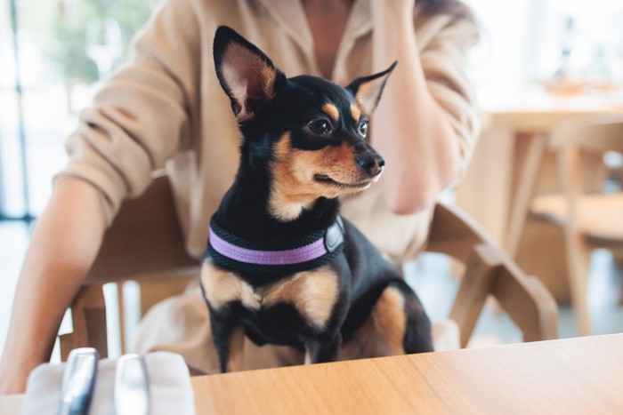 テーブル席、飼い主の膝の上に座る犬