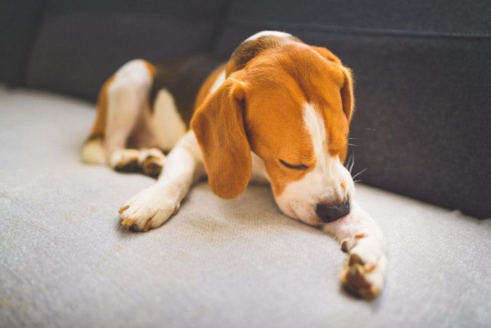 ストレスを感じている犬