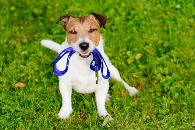 リードを咥えている犬