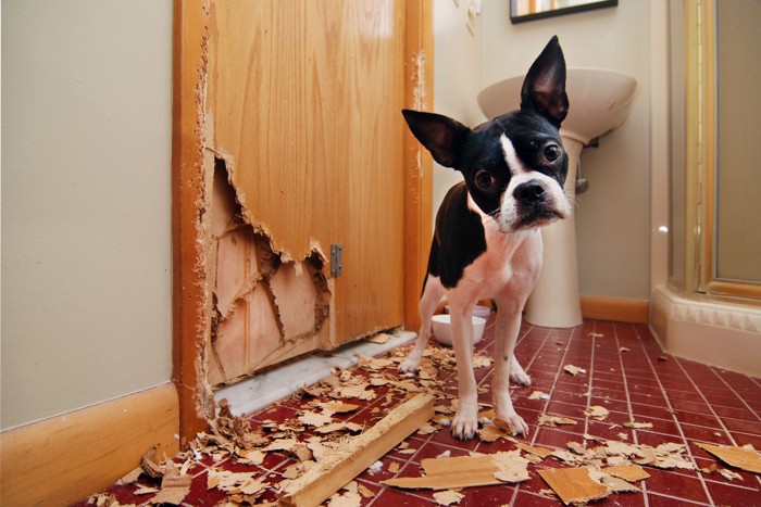 壊れたドアのよこで首をかしげる犬