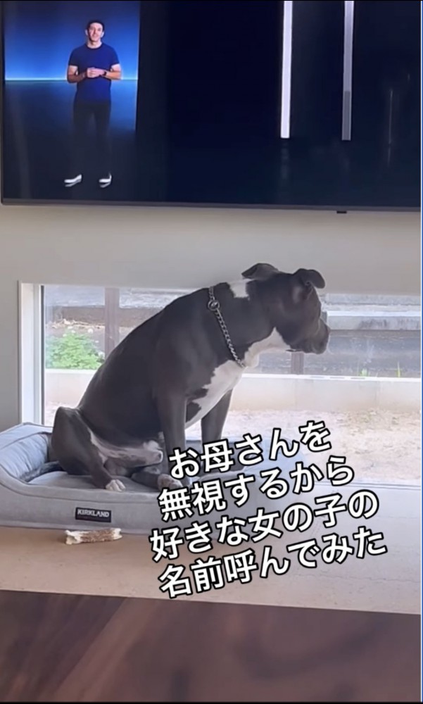 無視をする犬2