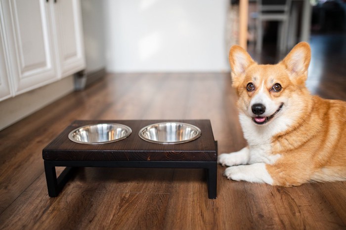 茶色い犬用テーブルの横に伏せるコーギー