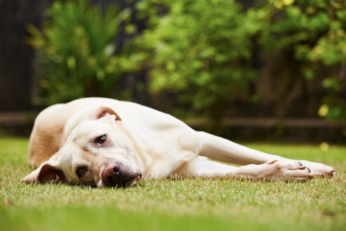 芝生で横になって動こうとしない大型犬