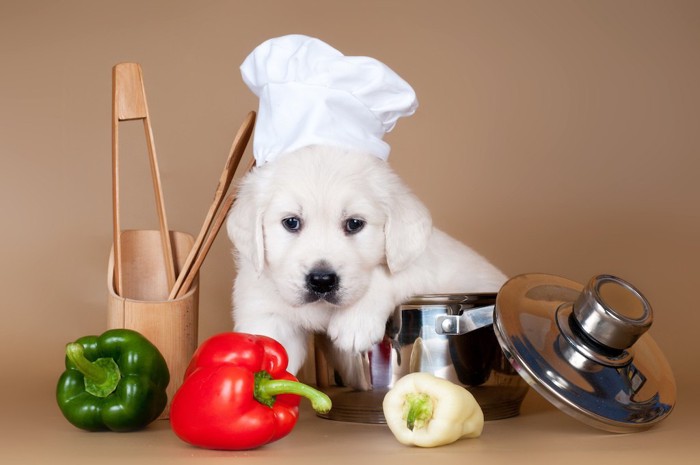 野菜とシェフの帽子を被った犬