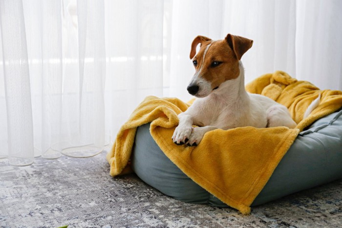 毛布を被せた犬用ベッドでくつろぐジャックラッセルテリア