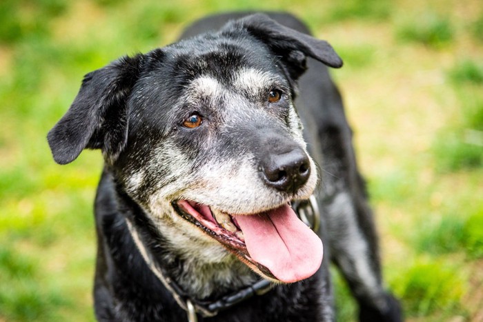 お顔に白髪が増えた黒い老犬