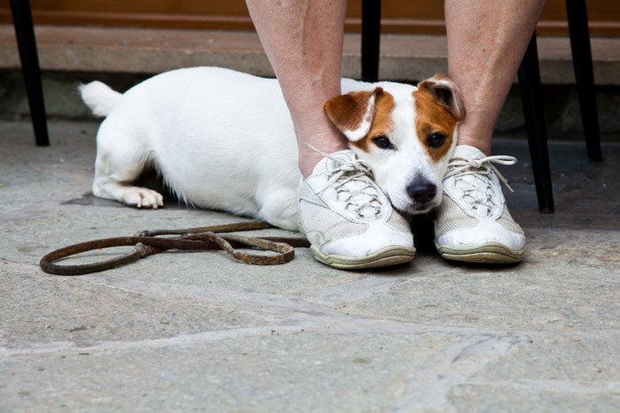 足の間に隠れる犬