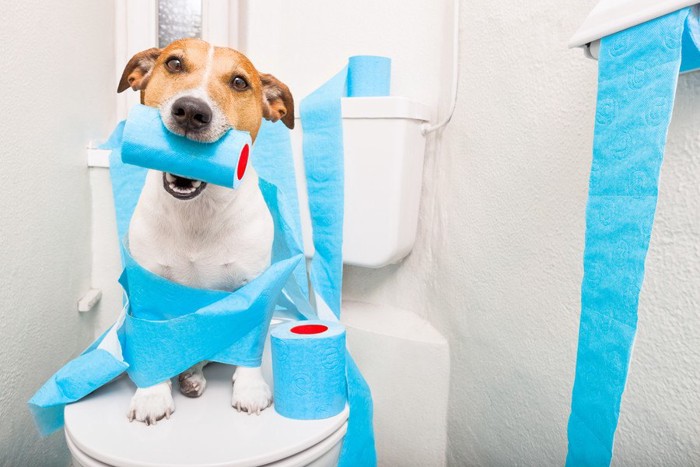 便器の上でトイレットペーパーを銜えた犬