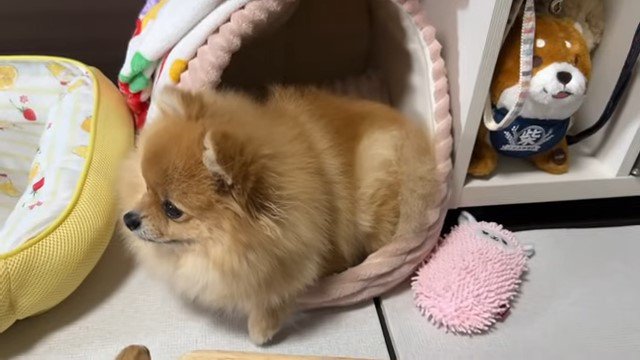 ハウスの中の犬