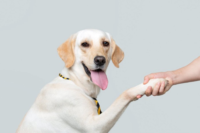 握手している犬