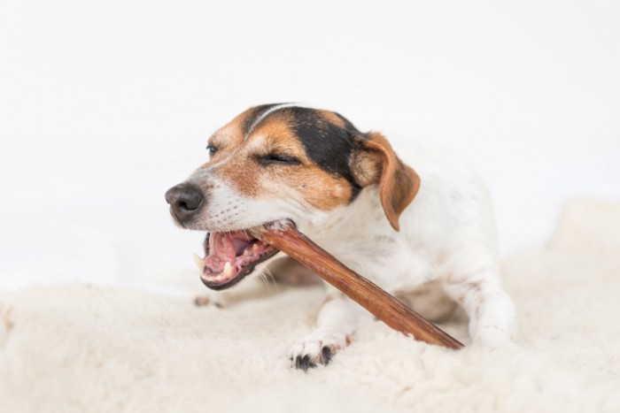 おやつを食べている犬