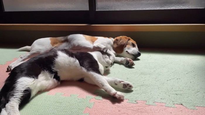 手を伸ばして寝る猫と犬