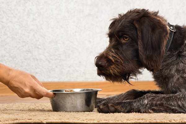 食事を待つ黒い犬