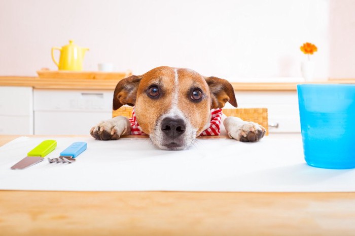 ご飯を待つ犬