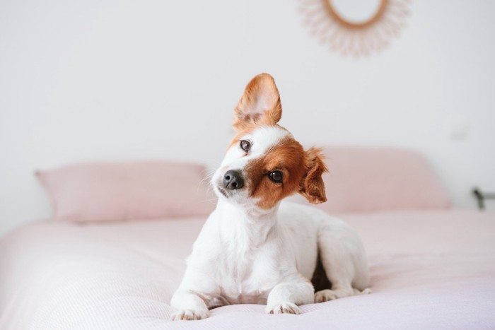 首をかしげている犬