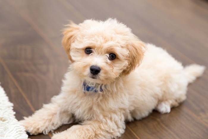 カーリーヘアで垂れ耳の子犬