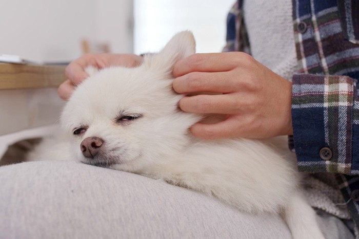 マッサージをされる犬