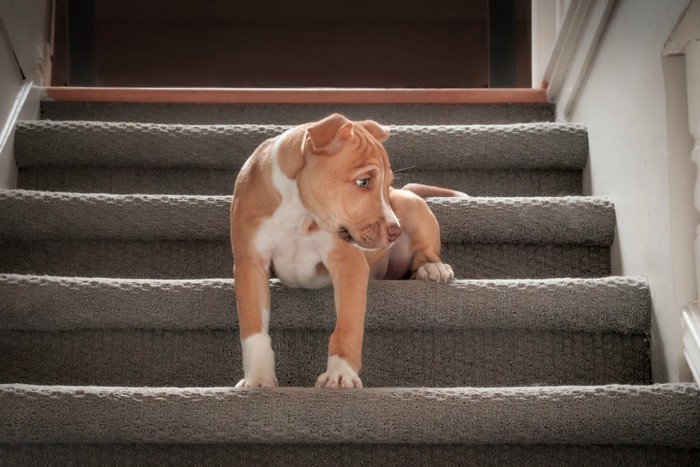 階段に座る悲しそうな犬