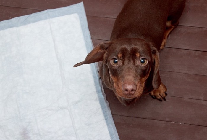 トイレシーツのそばでこちらを見上げる犬