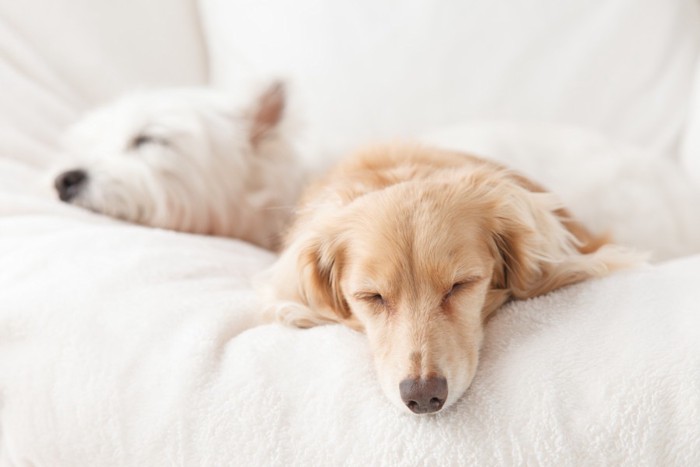 布団で寝る2匹の犬