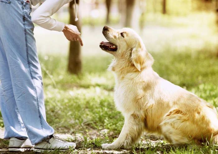 トレーニング中にうれしそうな犬