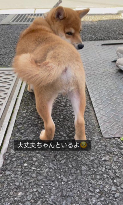 「助けて…飼い主さん…！」