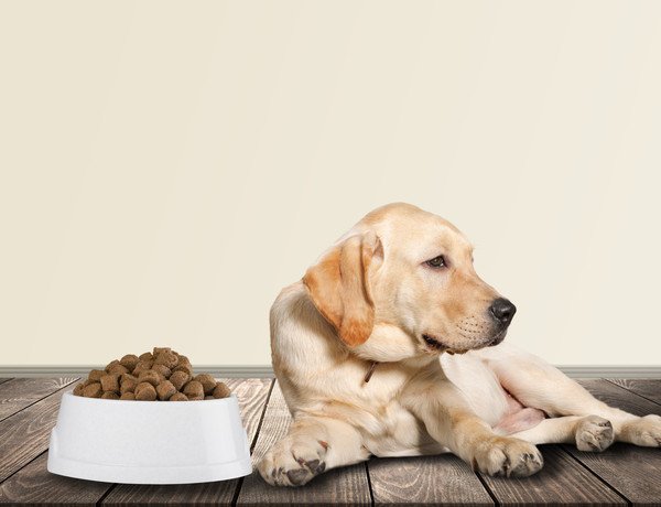 犬がご飯を食べないのにおやつは食べるのはなぜ