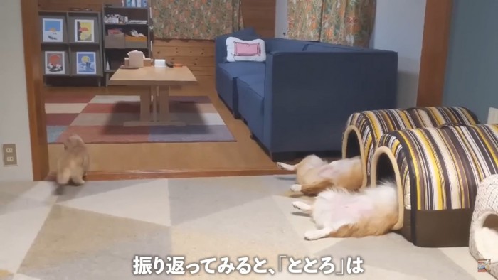 なんだかシュールな映像…！