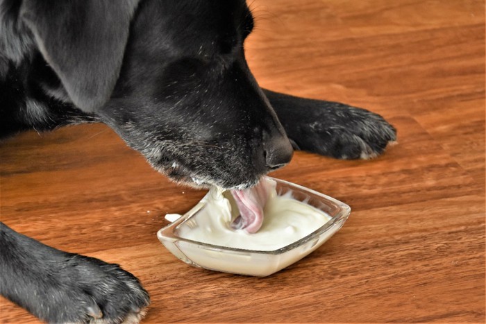 ヨーグルトを舐める黒い犬