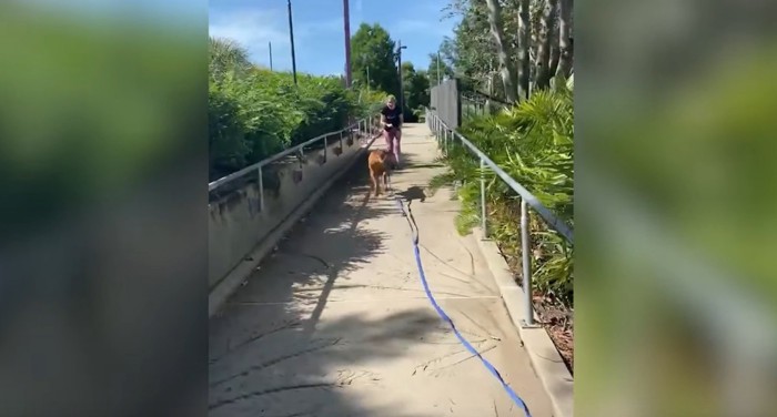 屋外のスロープに女性と茶色の犬