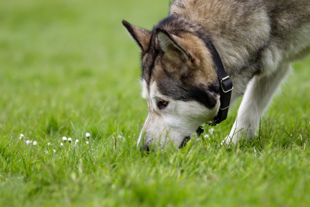 地面の匂いを嗅いでいる犬