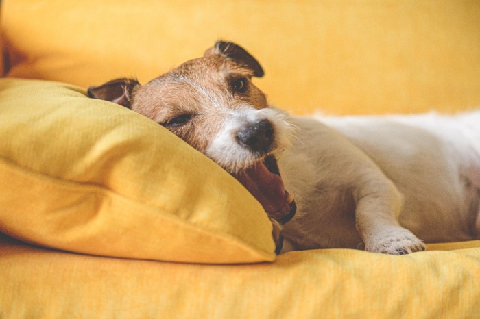 ソファの上であくびする犬