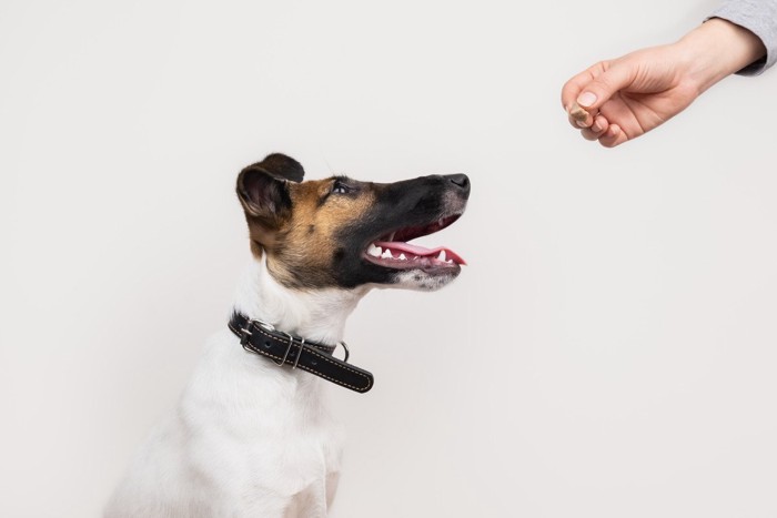 おやつに目を輝かす犬