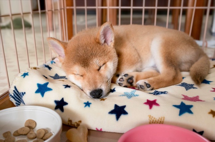 ケージの中で眠る柴犬の子犬