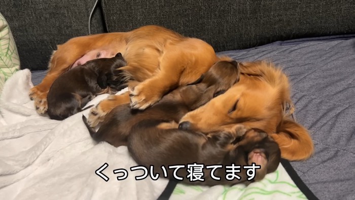 母犬にくっついて寝る三つ子