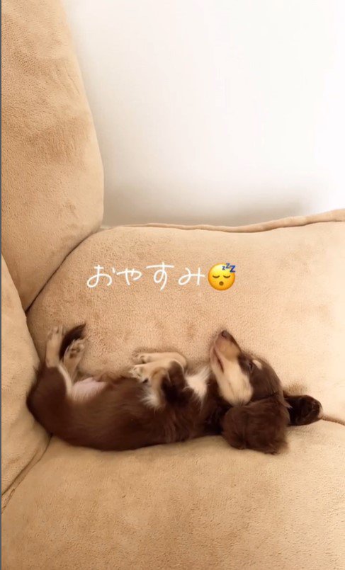 再び眠るツナくん