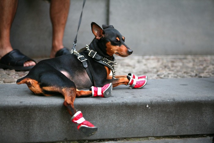 赤い靴を履いた犬