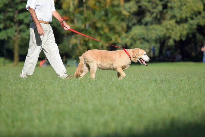 老犬の散歩