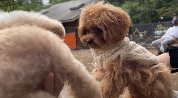 向かい合わせの犬