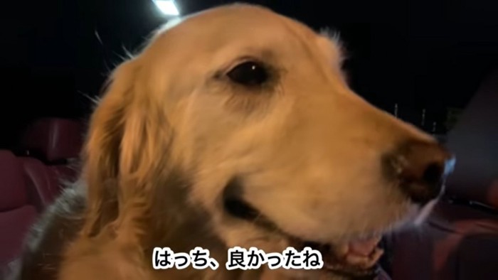 笑顔の大型犬