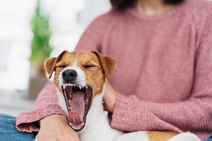 女性の膝の上で眠そうにあくびする犬