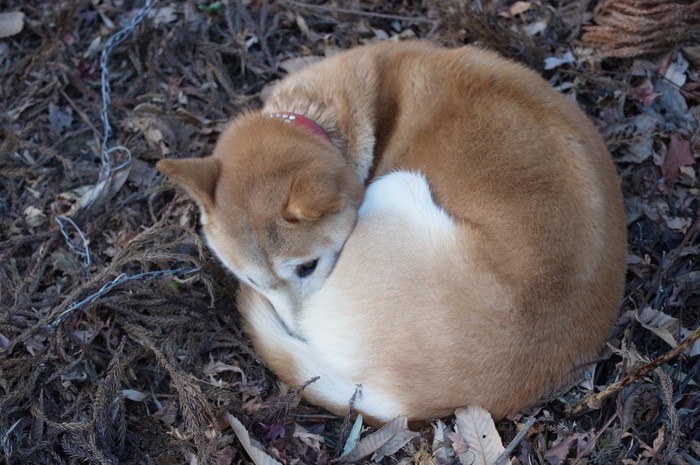 寒くて丸まる犬