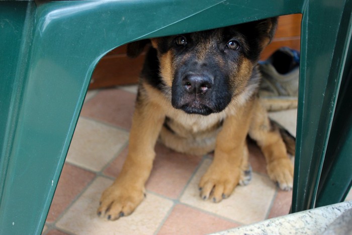 怖がっている犬