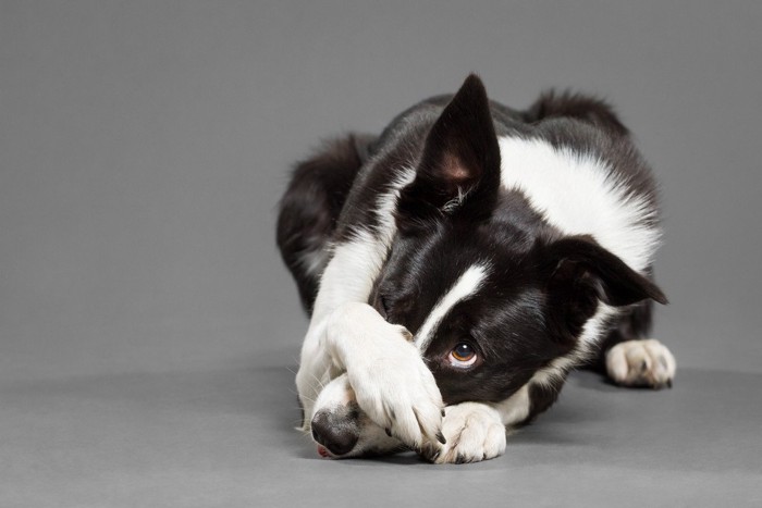 顔を隠している犬