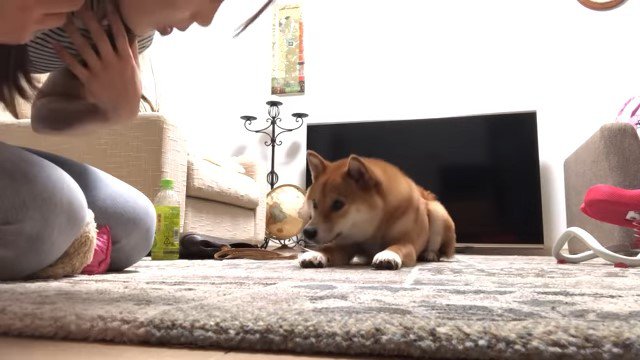 頭を下げる女性と頭を下げる犬